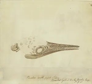 Anning Prints: Ichthyosaur skull in fossil sepia