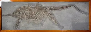 Ichthyosaur, Stenopterygius quadriscissus (Quenstedt)