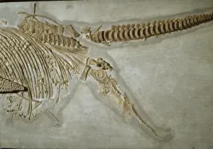 Closeup Prints: Ichthyosaur, Stenopterygius quadriscissus (Quenstedt) close-