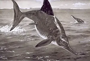 Diapsida Prints: Ichthyosaurus