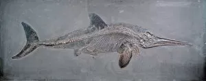 Fossil Gallery: Ichthyosaurus acutirostris
