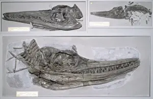 Ichthyosauria Prints: Ichthyosaurus communis