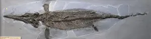 Ichthyosauria Prints: Ichthyosaurus communis (Conybear)