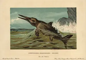 Communis Prints: Ichthyosaurus communis, extinct nektonic carnivore