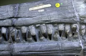 Anning Collection: Ichthyosaurus communis, ichthyosaur