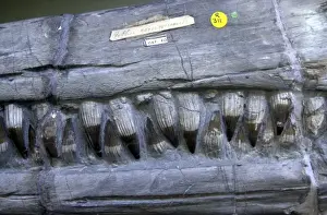 Anning Prints: Ichthyosaurus communis, ichthyosaur