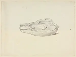 Owen Prints: Ichthyosaurus. Illustration taken from the Richard Owen coll