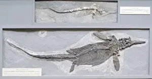 Ichthyosaurus intermedius