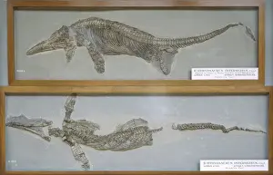 Ichthyosauria Prints: Ichthyosaurus intermedius