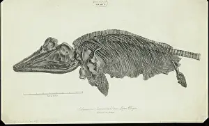 Lyme Prints: Ichthyosaurus Intermedius from Lyme Regis