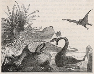 Extinct/Plesiosaurs