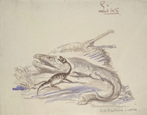 Ancestor Gallery: Ichthyosaurus, Plesiosaurus, Stenosaurus