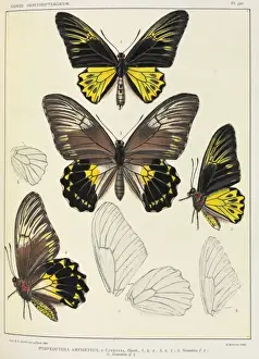 Lepidoptera Prints: Icones Ornithopterorum by Robert Rippon, 1816-1917
