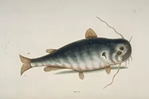Barbel Gallery: Ictalurus punctatus, river catfish