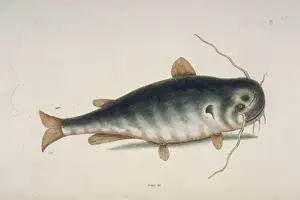 Catfishes Prints: Ictalurus punctatus, river catfish
