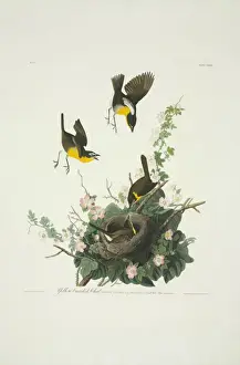 Icteria virens, yellow-breasted chat