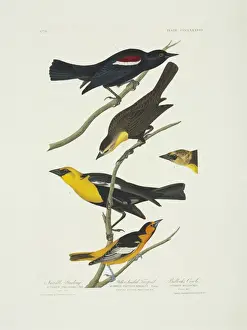 Oriole Prints: Icterus bullockii, xanthocephalus xanthocephalus, Agelaius t