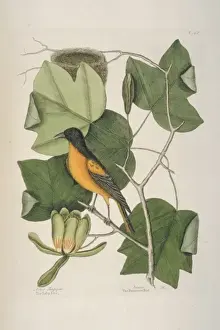 Icterus Prints: Icterus galbula, Baltimore oriole