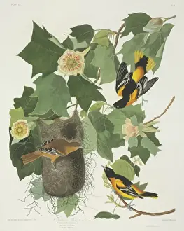 Icterus galbula, Baltimore oriole
