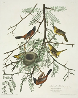 Acrididae Gallery: Icterus spurius, orchard oriole