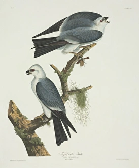 Accipitridae Gallery: Ictinia mississippiensis, Mississippi kite