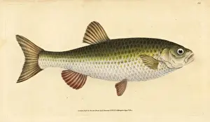 Chub Prints: Ide, Leuciscus idus