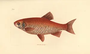 Ide or orfe, Leuciscus idus