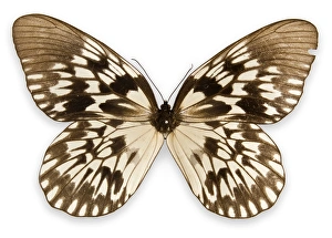 Lepidoptera Collection: Idea tambusisiana, tree-nymph