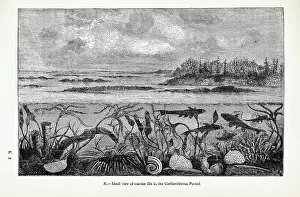 Ideal Prints: Ideal view of marine life in the Carboniferous Period