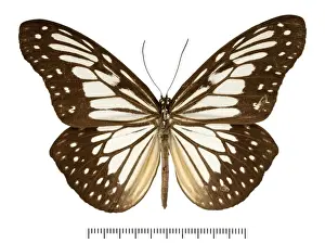 Entomological Prints: Ideopsis juventa tawaya