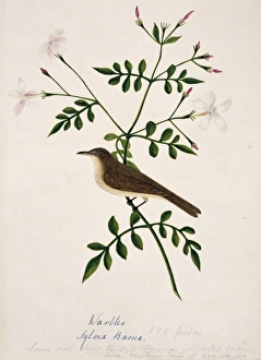 Acrocephalidae Gallery: Iduna rama, Sykes warbler