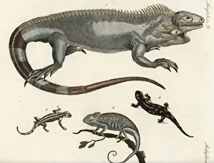 Salamander Prints: Iguana, chameleon and fire salamanders