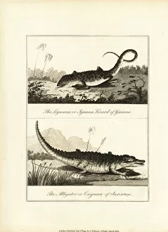 Alligator Gallery: Iguana, Iguana iguana, and caiman, Caiman crocodilus