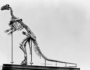 Iguanodon