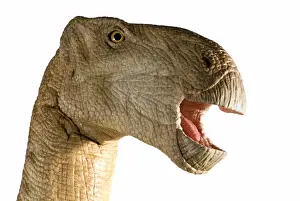 Iguanodon