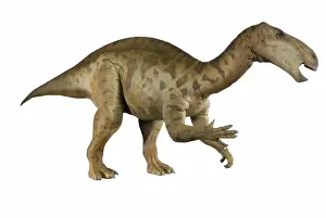 Iguanodon
