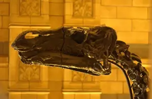 Iguanodon