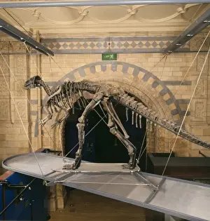 Iguanodon atherfieldensis