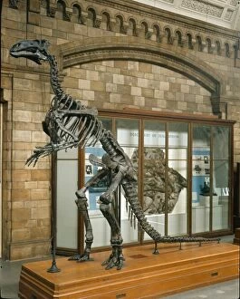 Dryomorpha Collection: Iguanodon atherfieldensis