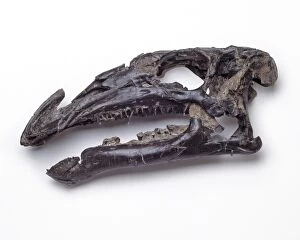 Dryomorpha Collection: Iguanodon atherfieldensis skull