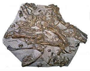 Cerapoda Collection: Iguanodon bones
