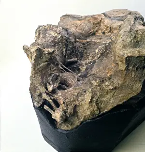 Iguanodon brain