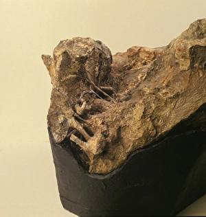 Hadrosauriformes Collection: Iguanodon brain