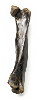 Euornithopoda Collection: Iguanodon femur