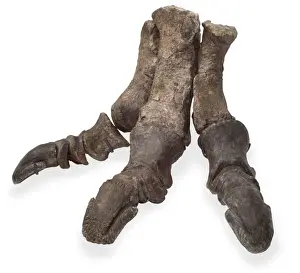 Iguanodon foot