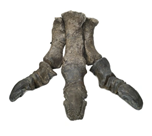 Hadrosauriformes Collection: Iguanodon foot