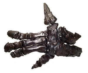 Hadrosauriformes Collection: Iguanodon hand