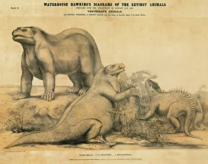 Euornithopoda Collection: Iguanodon and Hylaeosaurus