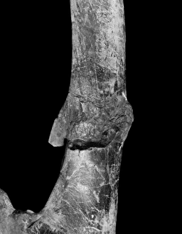 Hadrosauriformes Collection: Iguanodon ischium