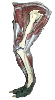 Hadrosauriformes Collection: Iguanodon leg